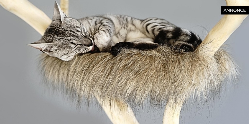 Det ultimative kradsetræ: Sådan vælger du det bedste til din kat